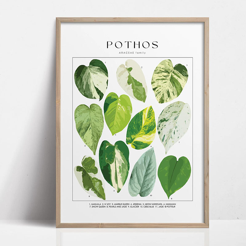 1 adet Modern Houseplants Yapr - Photography Pose incelemesi ve fiyatı
