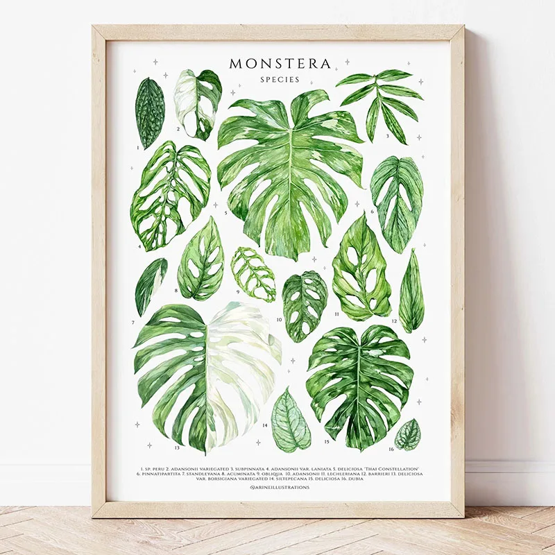 1 adet Modern Houseplants Yapr - Photography Pose incelemesi ve fiyatı
